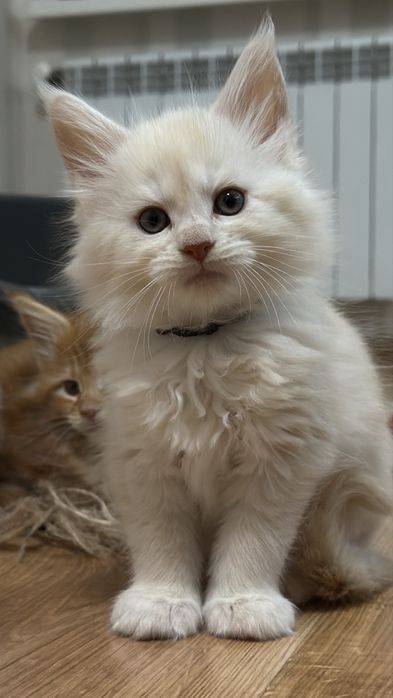 Мейн-Кун кошенята