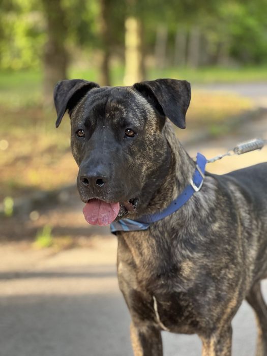 10 miesieczny Tanos do adopcji