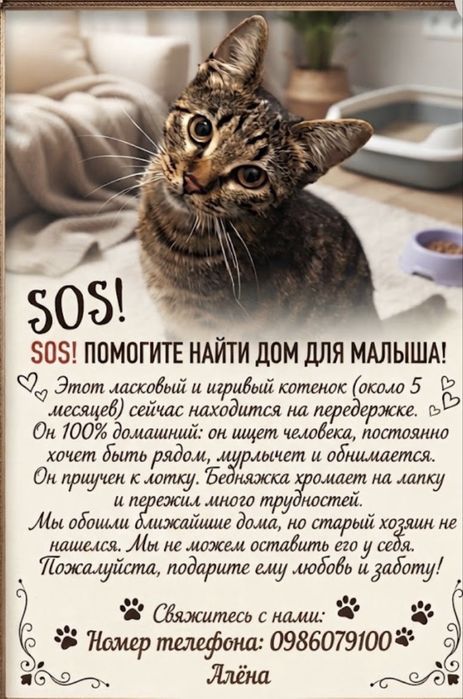 котенок очень ласковый
