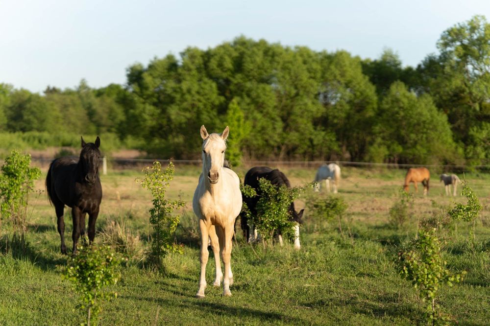Wielkopolski wałach izabelowaty, super charakter!