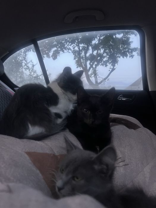 Котята, миленькие, красивые