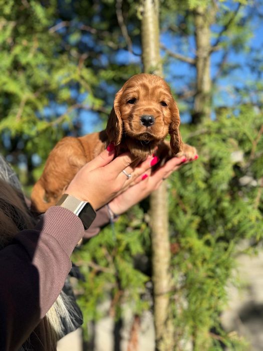 Mocno złota sunia Cocker Spaniel Angielski rodowód wyprawka