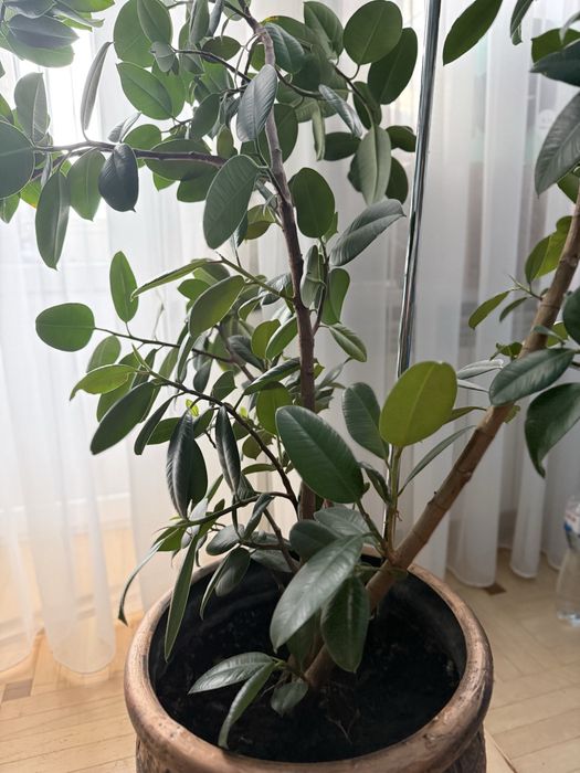 Вазонок кавове дерево