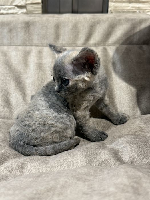 Cyntiah   ZAREZERWOWANA - prawdziwa księżniczka Devon Rex