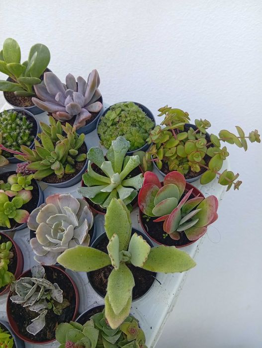 Suculentas conjunto 20 unidades