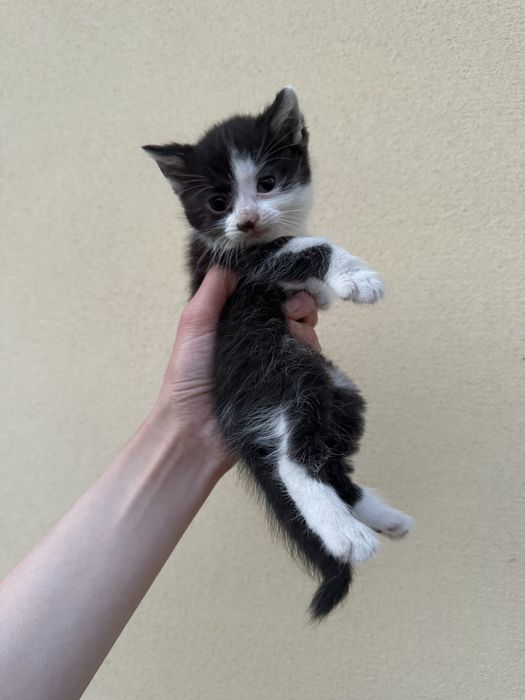 Котики в добрі руки