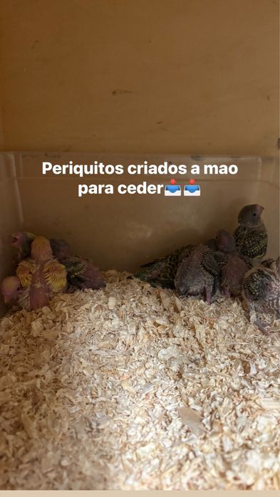 Periquitos criados a mao
