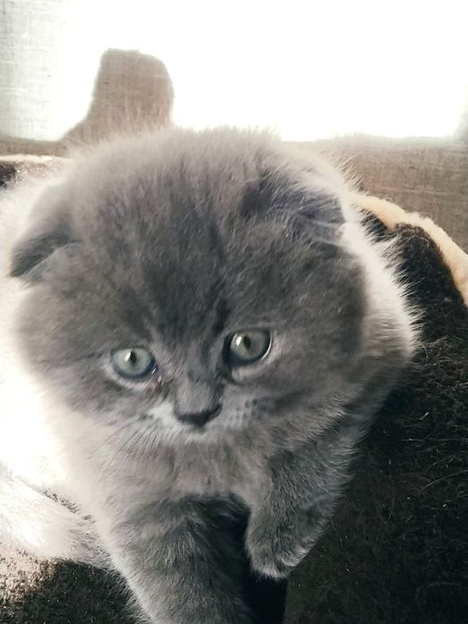 Котик шотландський висловухий