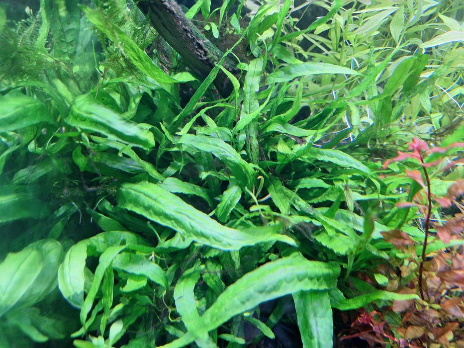 Microsorium pteropus - 1+1 gratis, na korzeń do akwarium