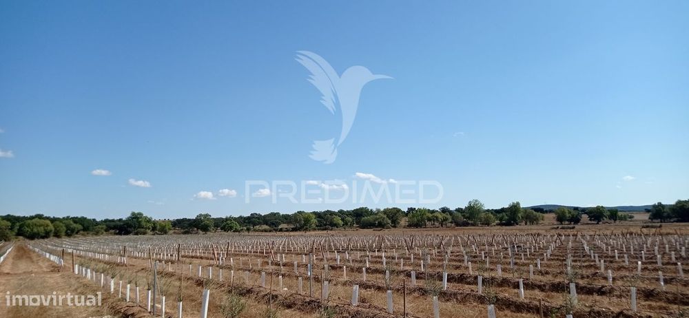 Olival Super Intensivo de 5,9ha à venda em Cano- Sousel