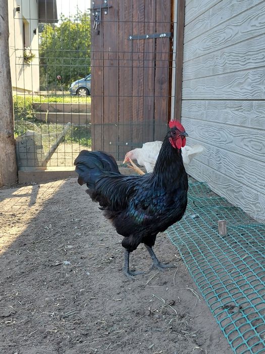 Koguty Australorp