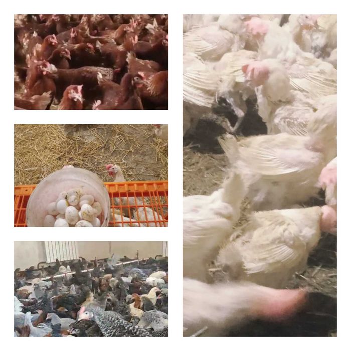 Продам кури несушки! Доставка безкоштовна. Велика Багачка!