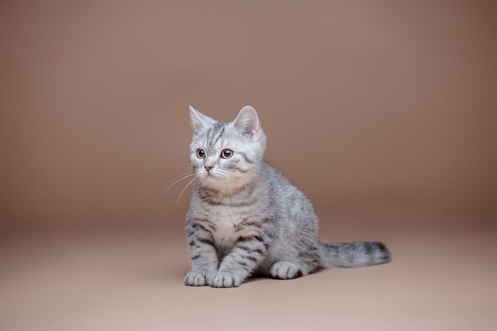 Шотландский котёнок