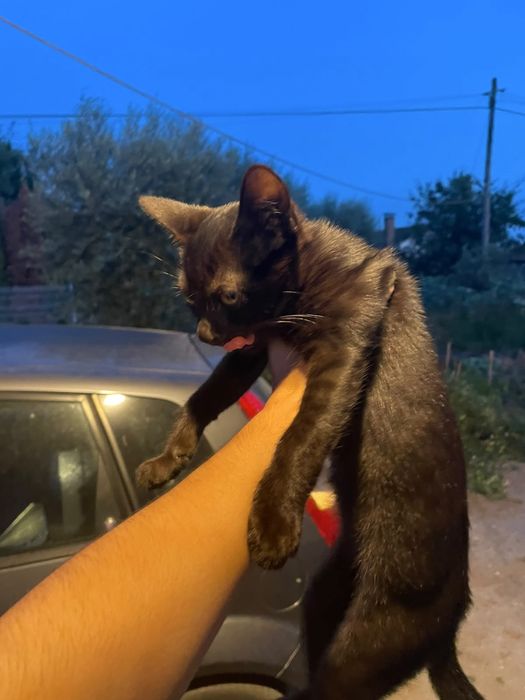 Gatinho para Adoção
