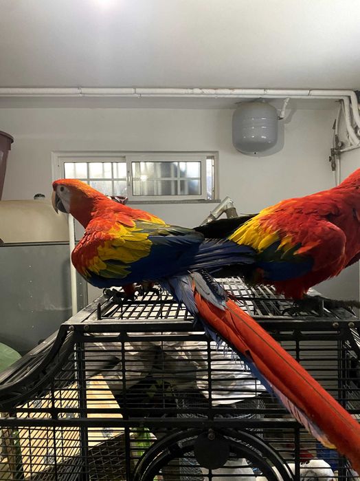 Casal de araras Macau