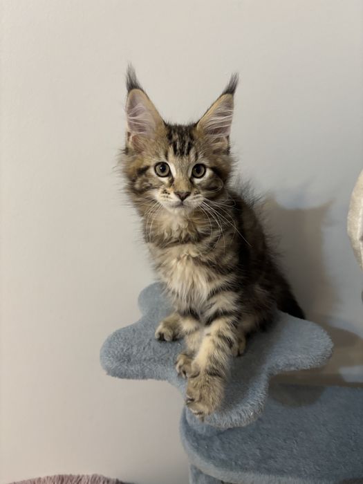 Kocurek  Maine Coon