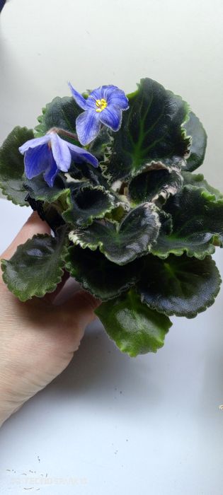 Фиалки софия Ротару, Фата Моргана ,Герцогиня, Масленица, Сапфира.