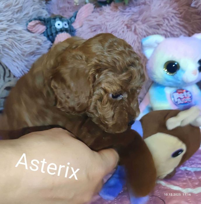 Pudel miniatura/toy do pokochania Astelix z badaniami genetycznymi