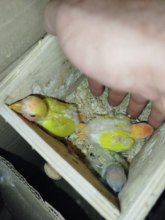 Roseicollis para criar á mão