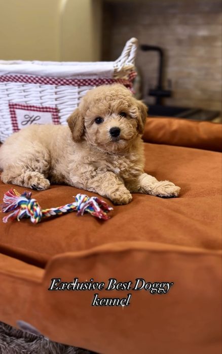 Мальтіпу ф1. Шикарні яскраві цуценята мальтіпу. Вакциновані, чіп,докум