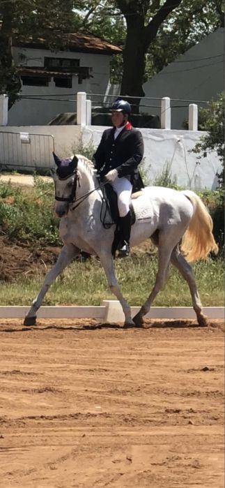 Puro Sangue Lusitano de desporto