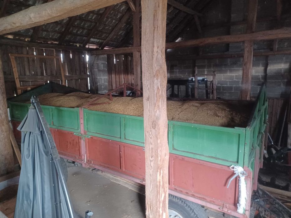 Sprzedam owies RAMBO BINGO po centrali możliwy transport