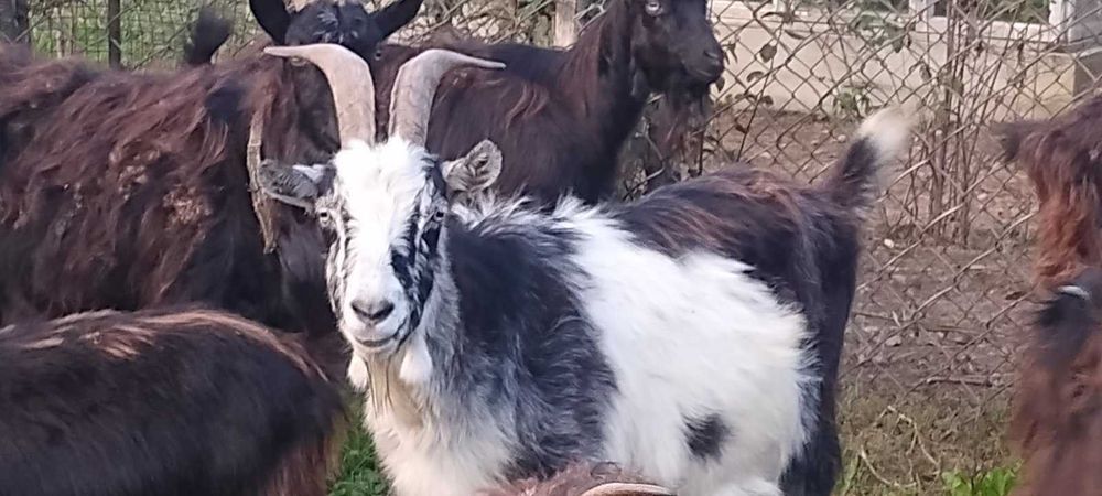 Продаються кози закарпатської породи