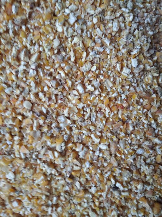 Kukurydza sucha, cała, kruszona, mielona