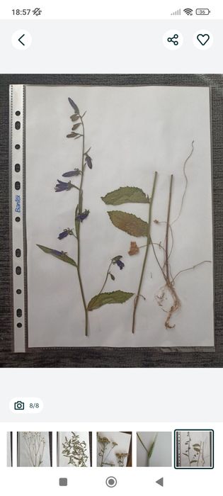 Zielnik - zestaw suszonych roślin