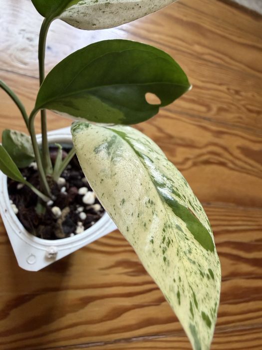 Epiptemnum pinnatum marble variegata