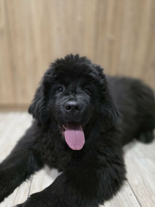 Nowofundland Wodołaz ZKWP FCI