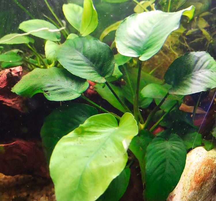 Rośliny do akwarium ANUBIAS