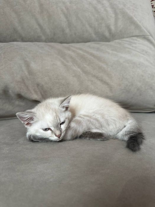 Котик,серий с голубыми глазками,девочка