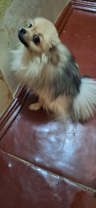 Померанська  дівчина шпіц