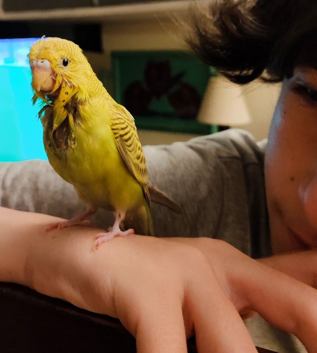 Periquitos Australianos