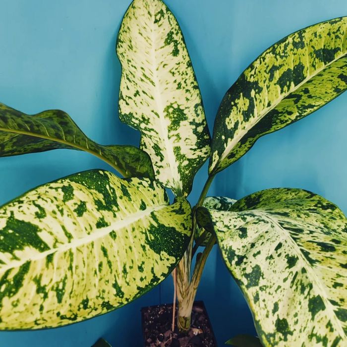 Диффенбахія Банана, Hoya burtoniae ds 70, carnosa nova ghost