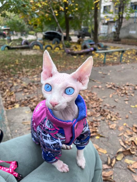 Ищем кота сфинкса для вязки