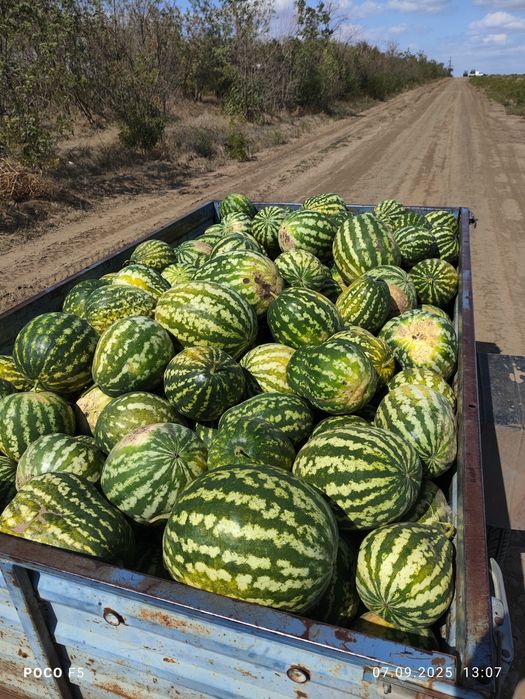 Продам Кавун на КОРМ для тварин