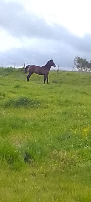 Poldra com  2 anos  com 1/70 agorrote