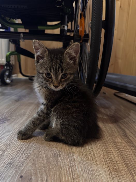 Віддам кошенят у добрі руки