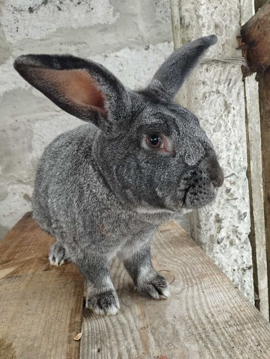 Молодий робочий самець