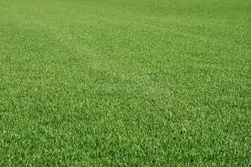 Trawa trawnik  z Rolki sprzedaż transport montaz