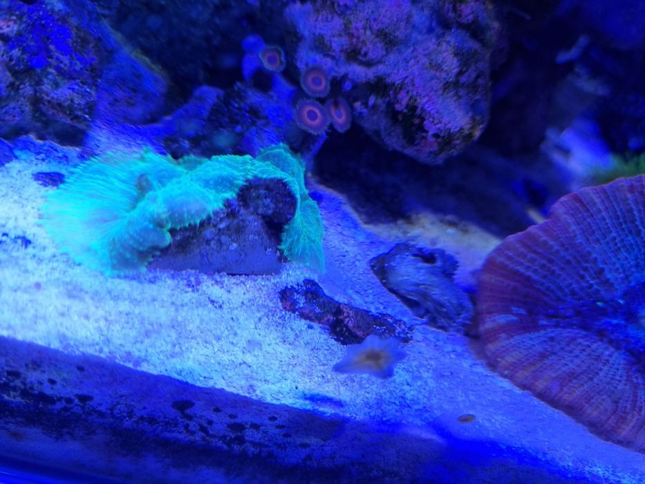 Vendo corais lps e soft