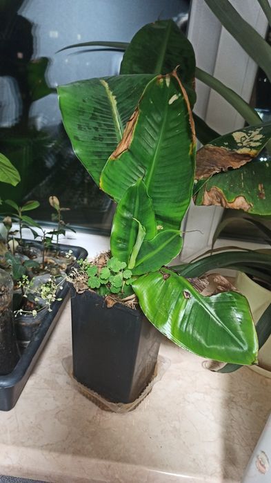 Домашняя колекция сокращаю . Лавр, лимон, банан