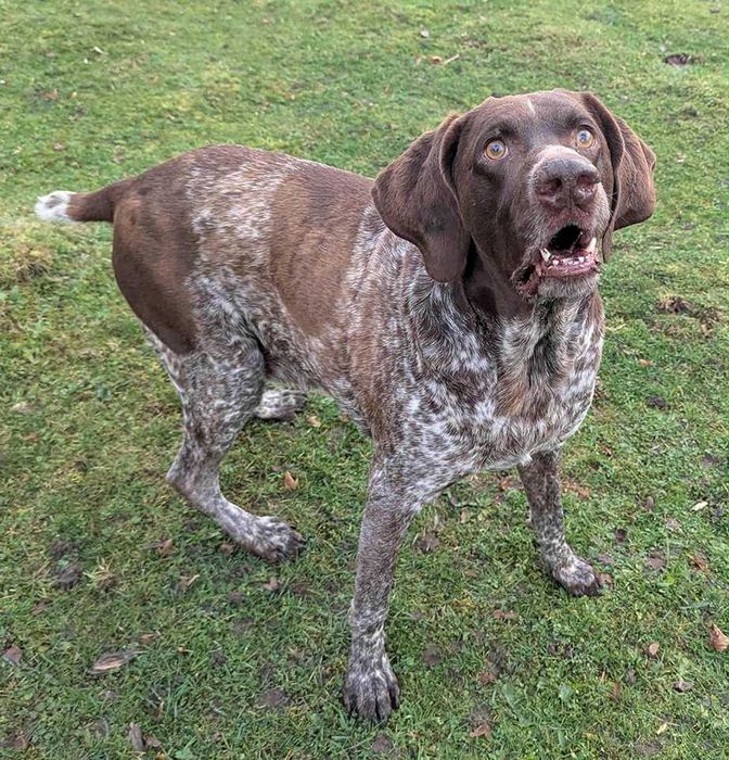 Wyżeł szuka dobrego domu.