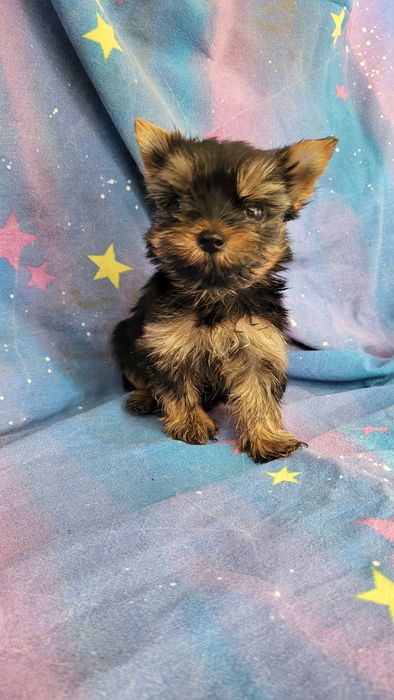 Йорк  мальчишки и девочки