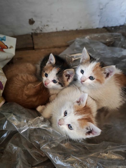 Гарні, милі котенята безкоштовно!)