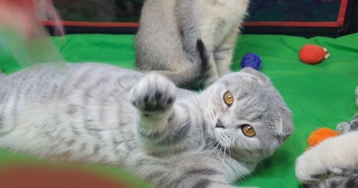 Скоттиш фолд,мальчик