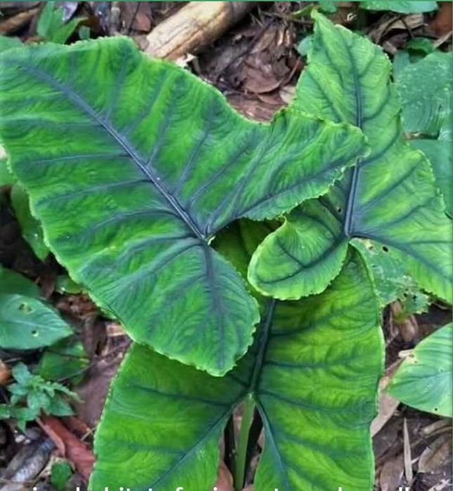 Алоказія Олані, Alocasia Olaniі