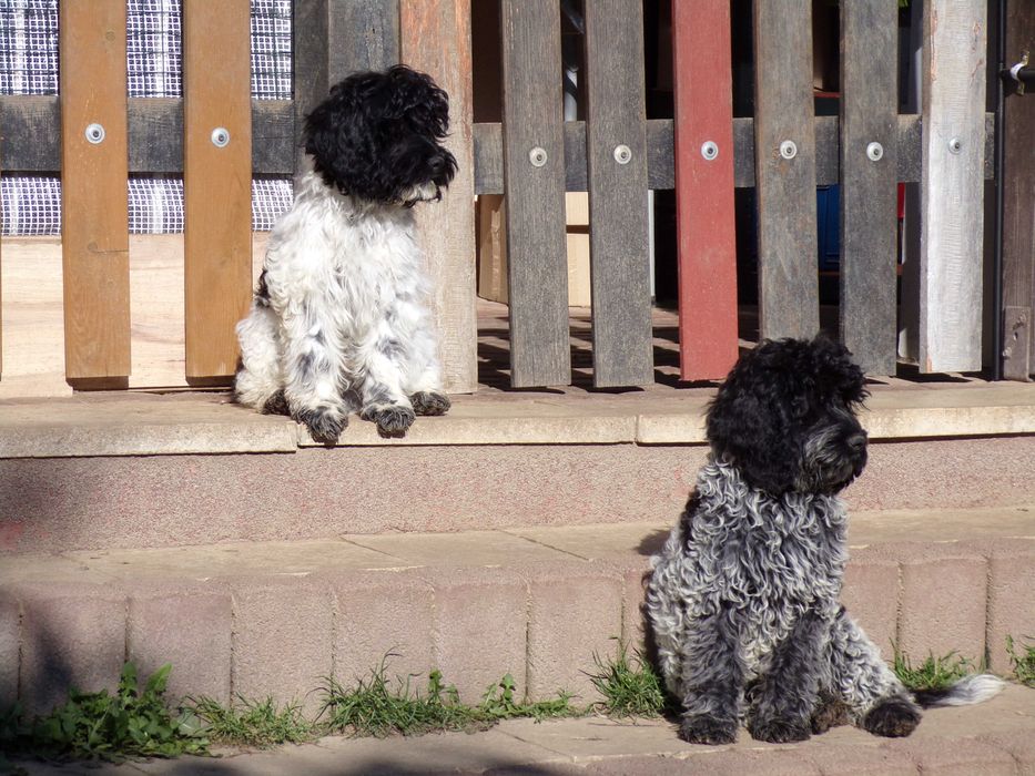 Cockapoo F1 ,nieduży,piękny, unikalny  piesek Blue Roan, tata FCI, badania